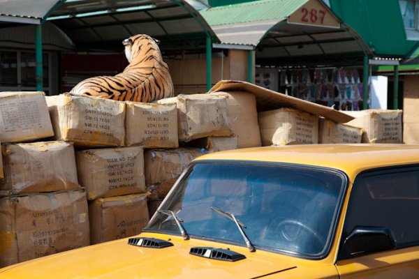 Tiger